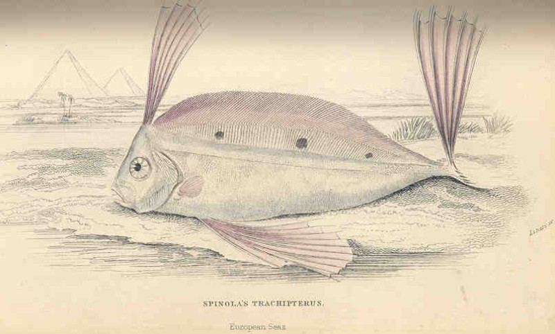 Trachipterus trachypterus (Gmelin, 1789)